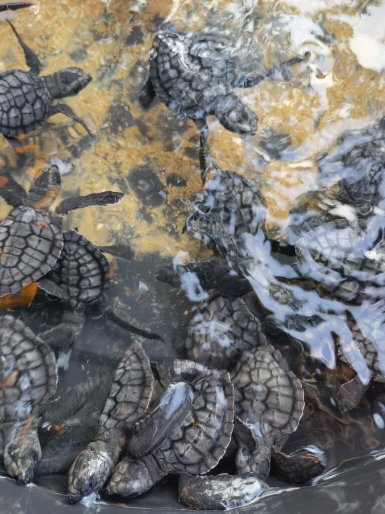 Bali Turtle Conservation