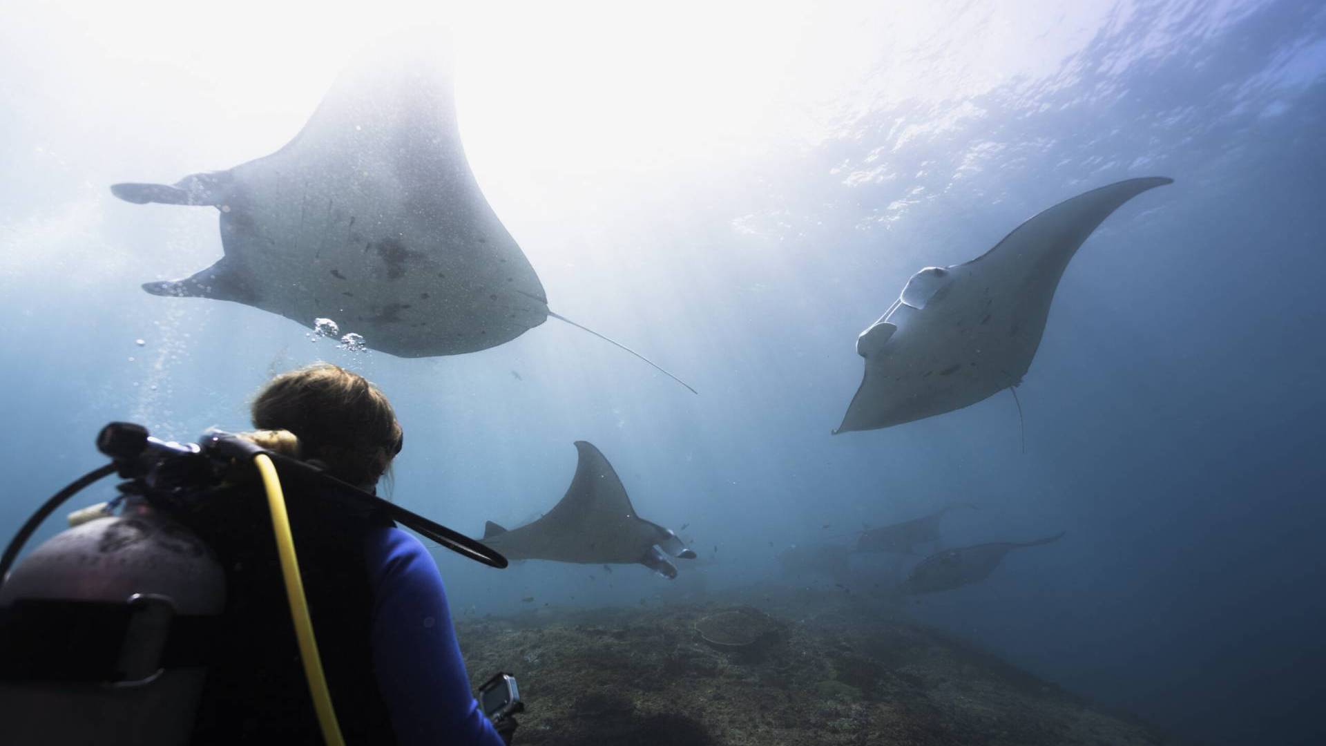 Ocean-Gravity-Dive-Center1